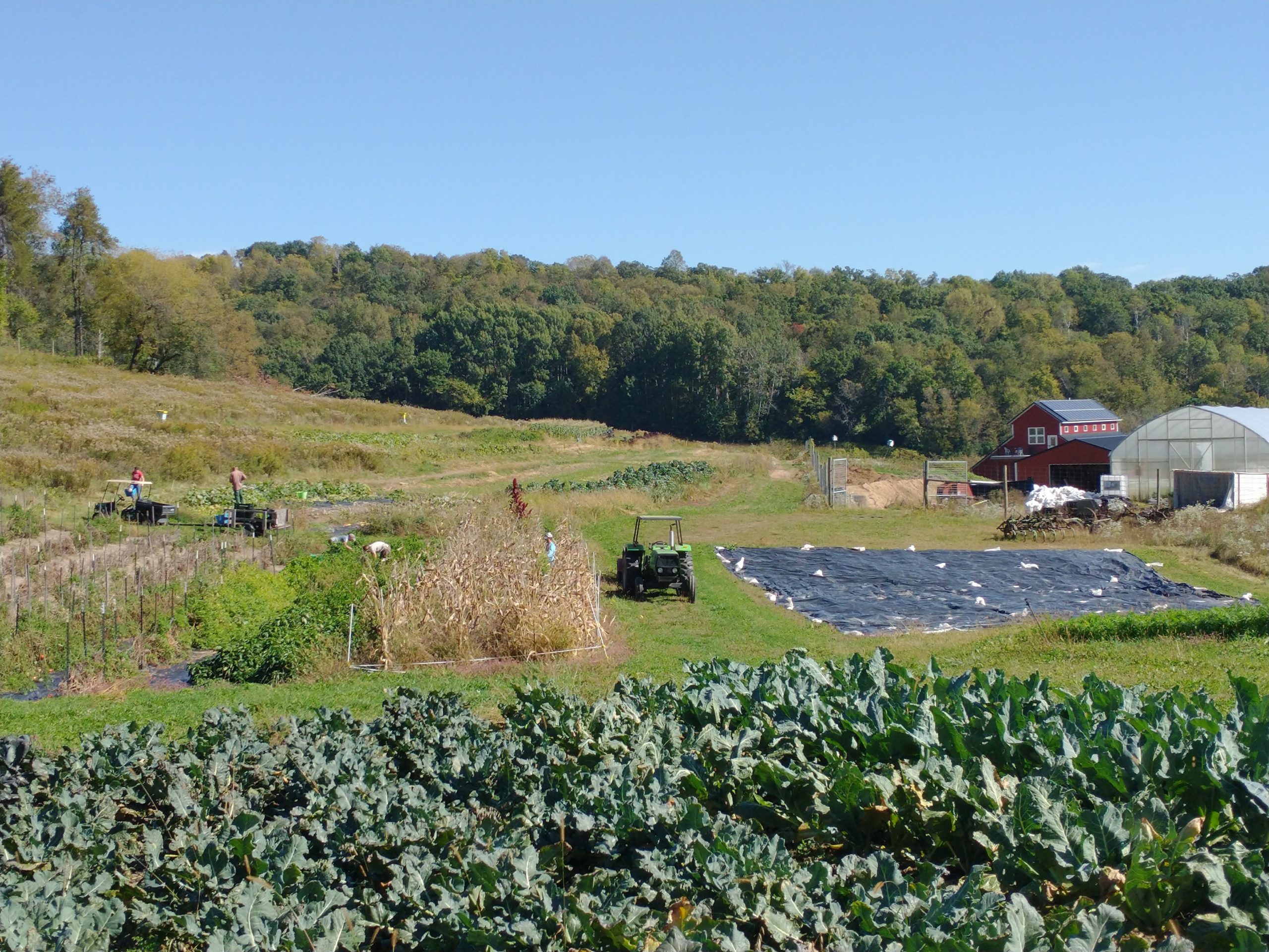 busy-scene-working-on-the-farm