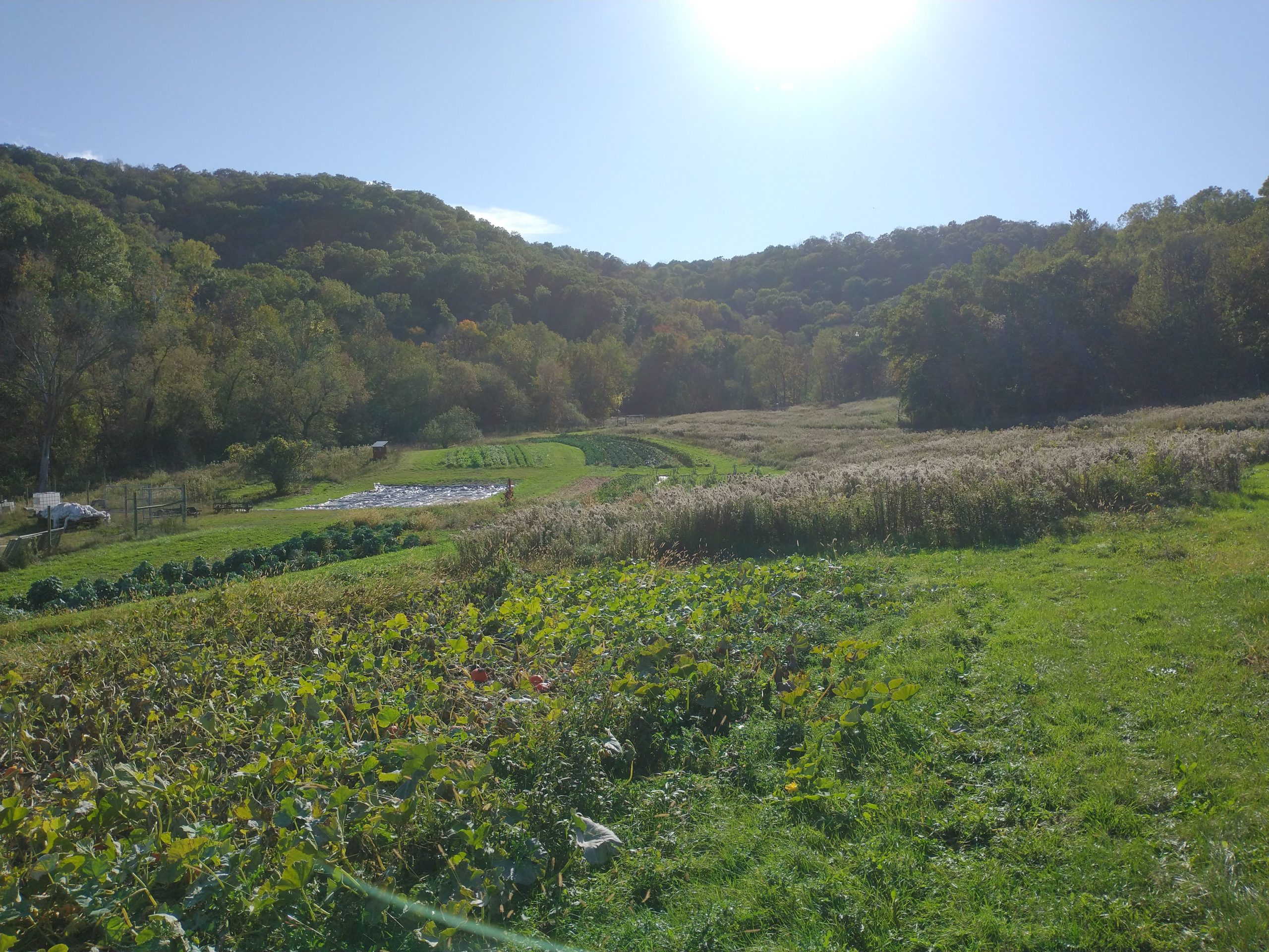 view-of-farm-from-winter-squash-field