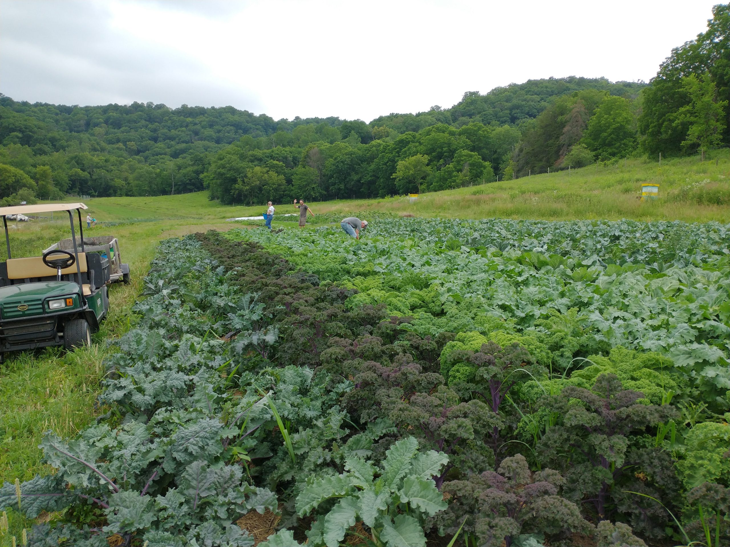 crew-harvesting-kale