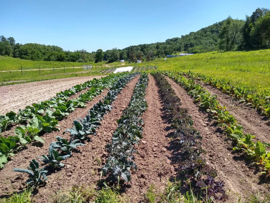 early-june-kale-field