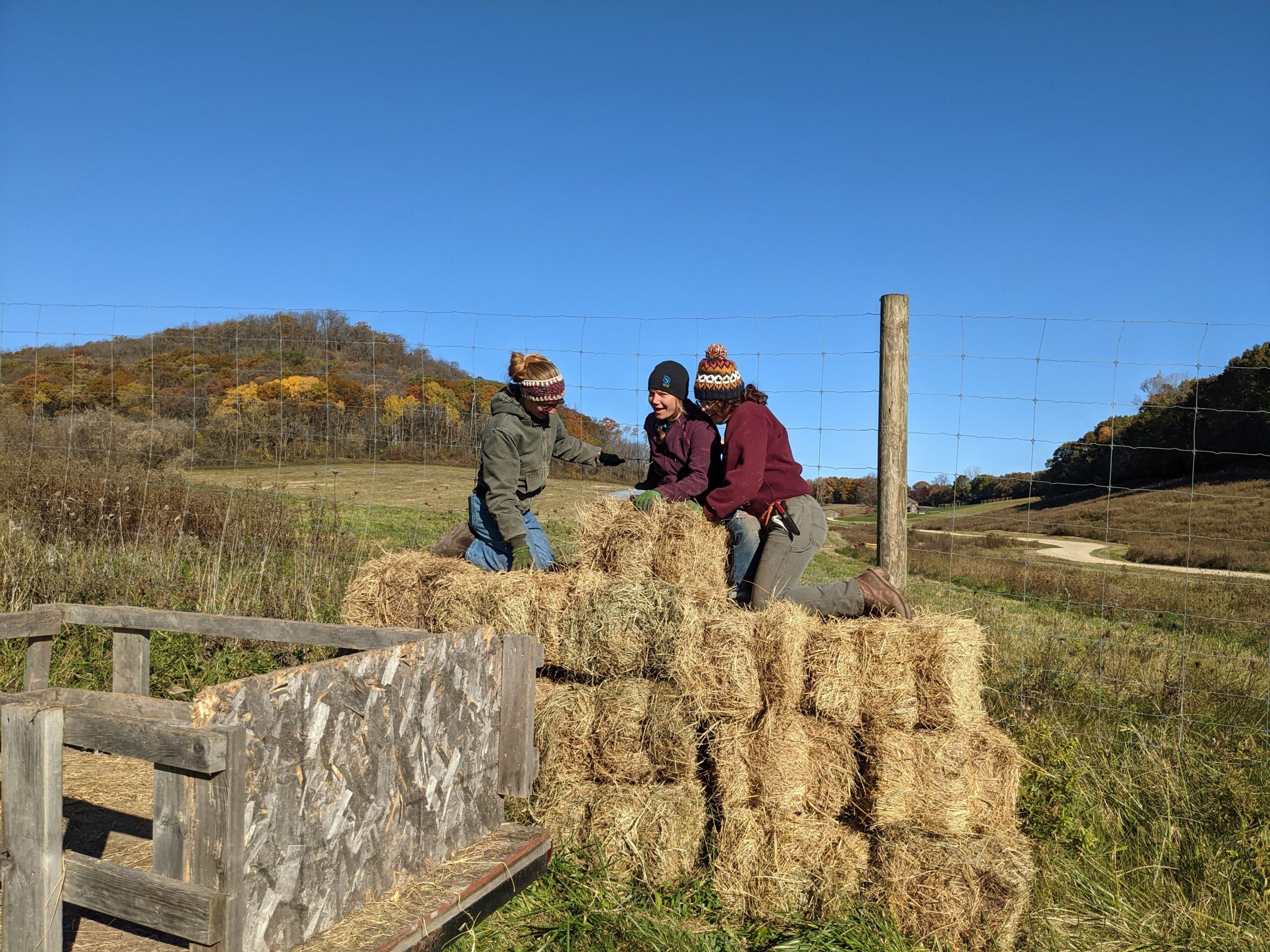 farm-crew-climbing-on-stack-of-straw-bales