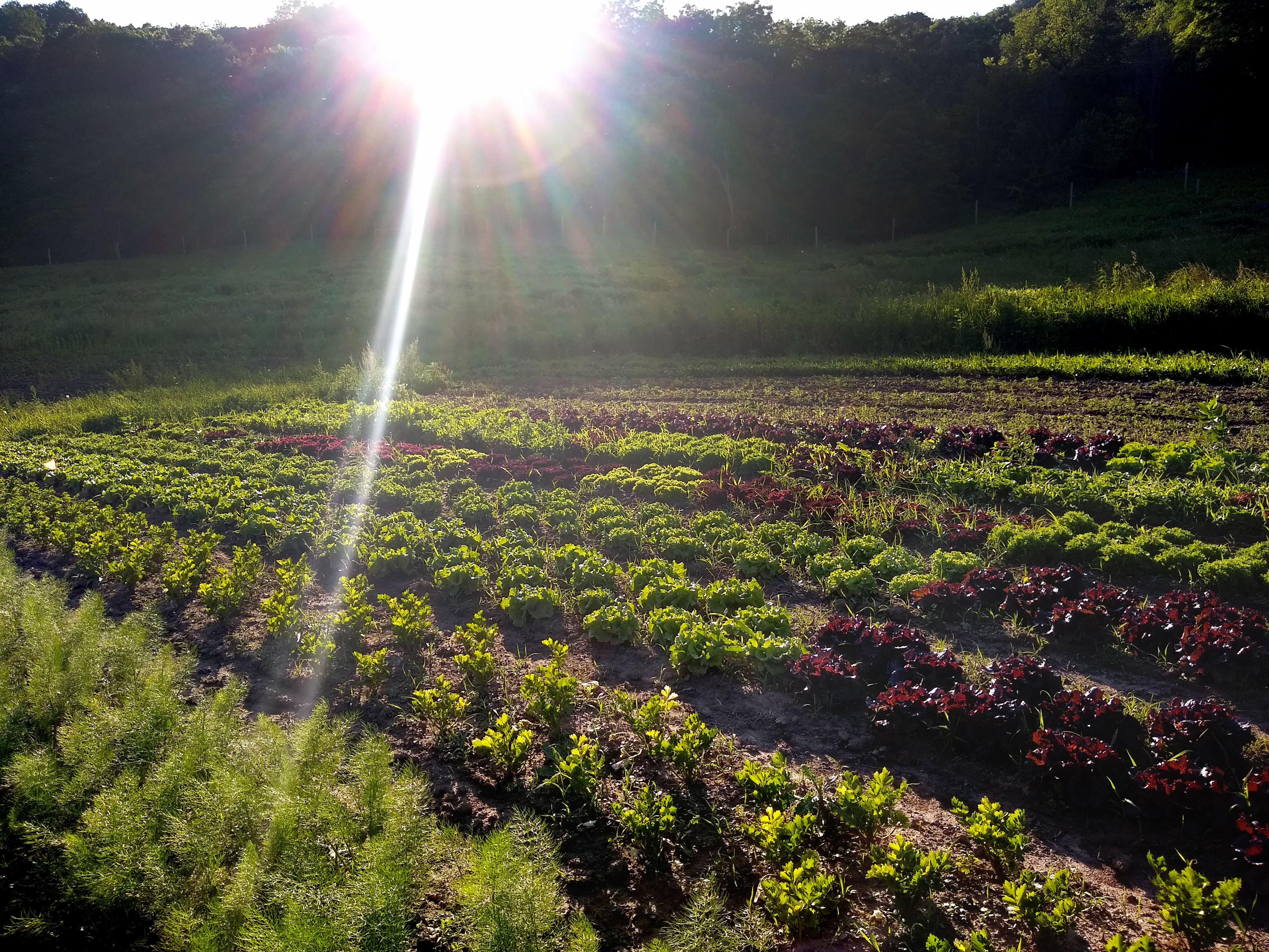 field-of-lettuce-with-sunburst