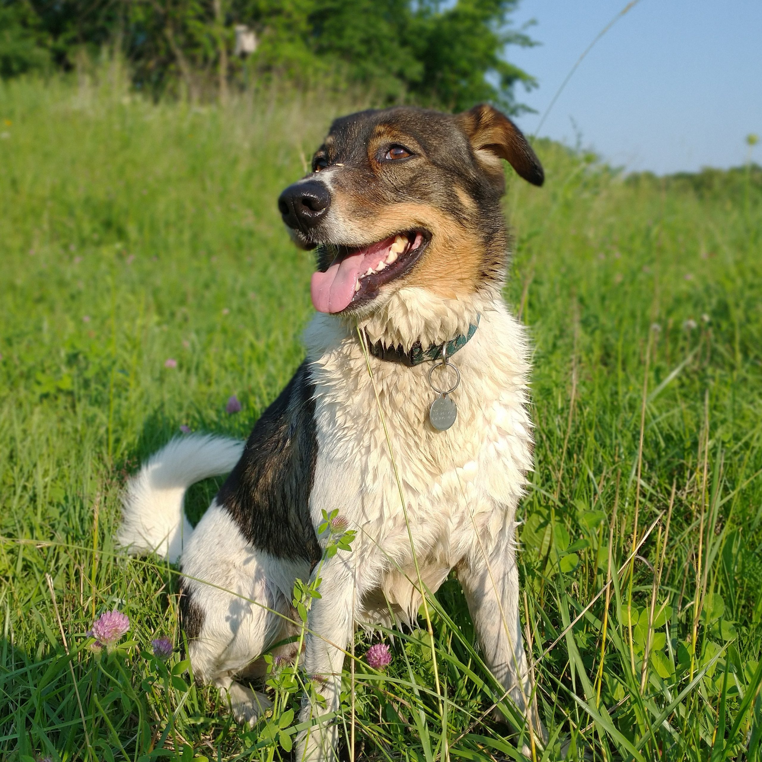 happy-holly-the-farm-dog